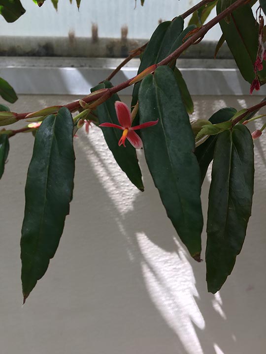 B. komoensis